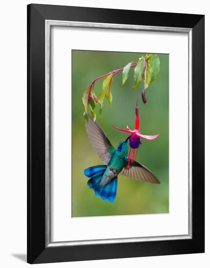 Green Violetear (Colibri Thalassinus) Feeding, Savegre, Costa Rica-null-Framed Photographic Print