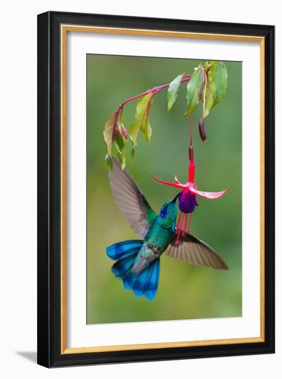 Green Violetear (Colibri Thalassinus) Feeding, Savegre, Costa Rica-null-Framed Photographic Print