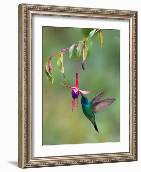 Green Violetear (Colibri Thalassinus) Feeding, Savegre, Costa Rica-null-Framed Photographic Print