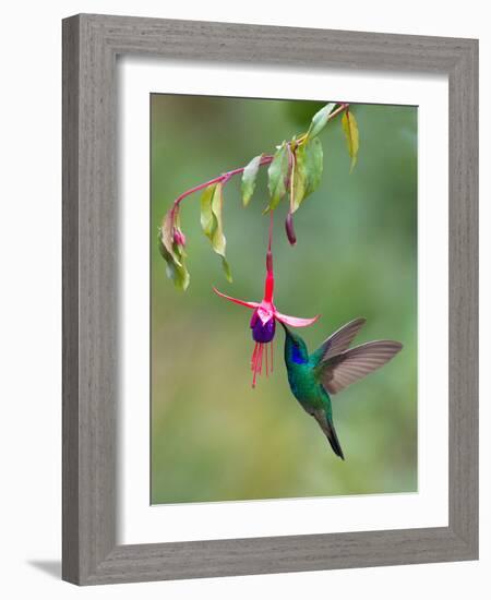 Green Violetear (Colibri Thalassinus) Feeding, Savegre, Costa Rica-null-Framed Photographic Print