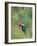 Green Violetear (Colibri Thalassinus) Feeding, Savegre, Costa Rica-null-Framed Photographic Print