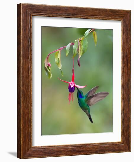 Green Violetear (Colibri Thalassinus) Feeding, Savegre, Costa Rica-null-Framed Photographic Print