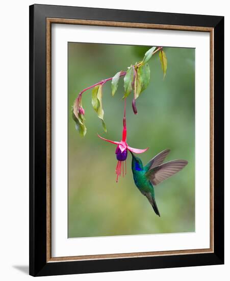 Green Violetear (Colibri Thalassinus) Feeding, Savegre, Costa Rica-null-Framed Photographic Print