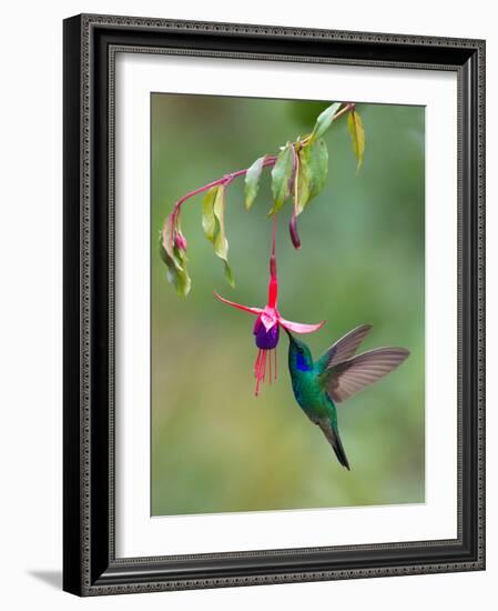 Green Violetear (Colibri Thalassinus) Feeding, Savegre, Costa Rica-null-Framed Photographic Print