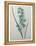 Green Wand Flower or Corn Lilly-Pierre-Joseph Redoute-Framed Stretched Canvas