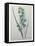 Green Wand Flower or Corn Lilly-Pierre-Joseph Redoute-Framed Stretched Canvas