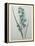 Green Wand Flower or Corn Lilly-Pierre-Joseph Redoute-Framed Stretched Canvas