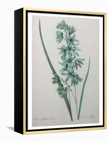 Green Wand Flower or Corn Lilly-Pierre-Joseph Redoute-Framed Stretched Canvas