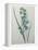 Green Wand Flower or Corn Lilly-Pierre-Joseph Redoute-Framed Stretched Canvas