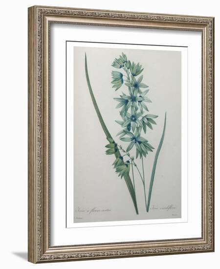 Green Wand Flower or Corn Lilly-Pierre-Joseph Redoute-Framed Art Print