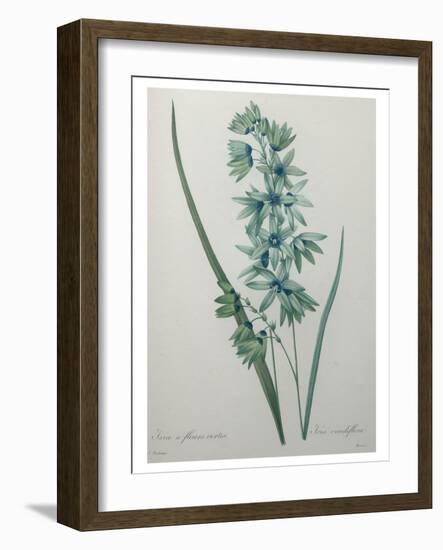 Green Wand Flower or Corn Lilly-Pierre-Joseph Redoute-Framed Art Print