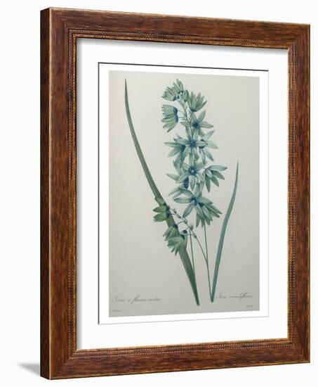 Green Wand Flower or Corn Lilly-Pierre-Joseph Redoute-Framed Art Print