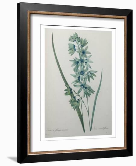 Green Wand Flower or Corn Lilly-Pierre-Joseph Redoute-Framed Art Print