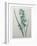 Green Wand Flower or Corn Lilly-Pierre-Joseph Redoute-Framed Art Print