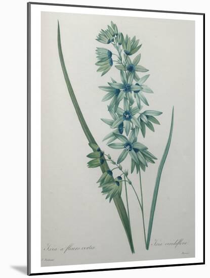 Green Wand Flower or Corn Lilly-Pierre-Joseph Redoute-Mounted Art Print