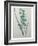 Green Wand Flower or Corn Lilly-Pierre-Joseph Redoute-Framed Art Print