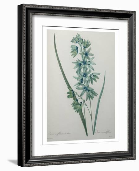 Green Wand Flower or Corn Lilly-Pierre-Joseph Redoute-Framed Art Print