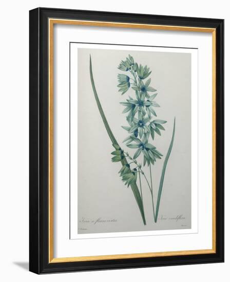 Green Wand Flower or Corn Lilly-Pierre-Joseph Redoute-Framed Art Print