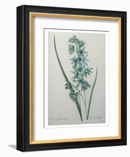 Green Wand Flower or Corn Lilly-Pierre-Joseph Redoute-Framed Premium Giclee Print