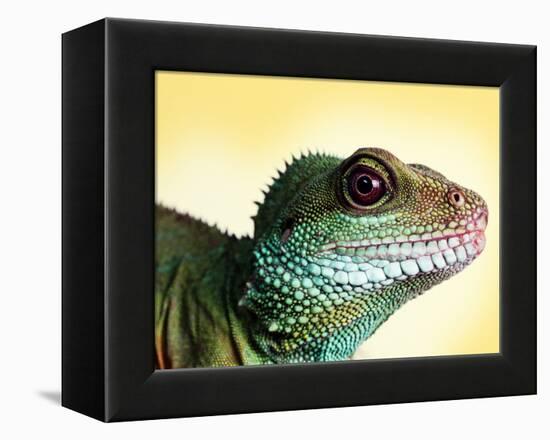 Green Water Dragon-null-Framed Premier Image Canvas