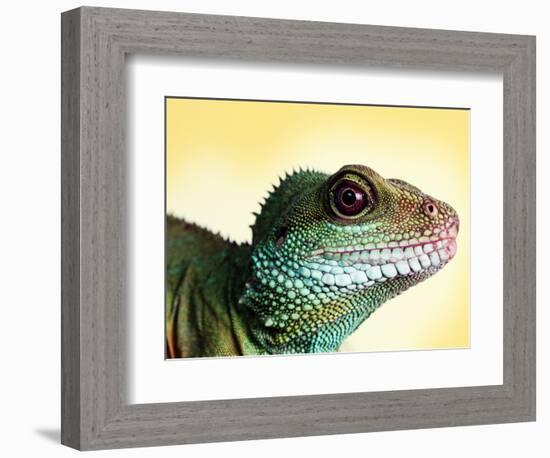 Green Water Dragon-null-Framed Photographic Print