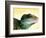 Green Water Dragon-null-Framed Photographic Print