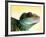 Green Water Dragon-null-Framed Photographic Print