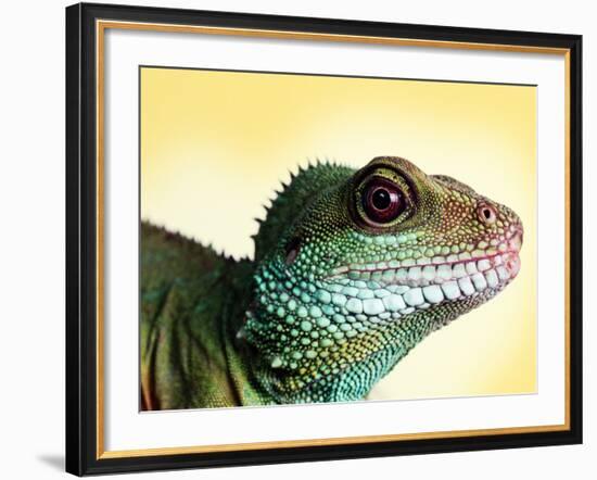 Green Water Dragon-null-Framed Photographic Print