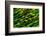 Green Water-Ursula Abresch-Framed Photographic Print