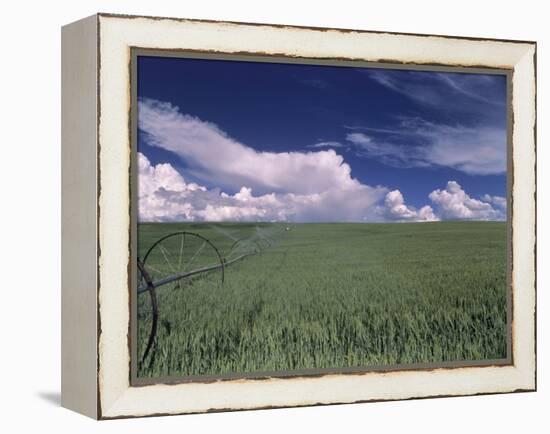 Green Wheat Field, Clouds, Agriculture Fruitland, Idaho, USA-Gerry Reynolds-Framed Premier Image Canvas