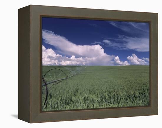 Green Wheat Field, Clouds, Agriculture Fruitland, Idaho, USA-Gerry Reynolds-Framed Premier Image Canvas