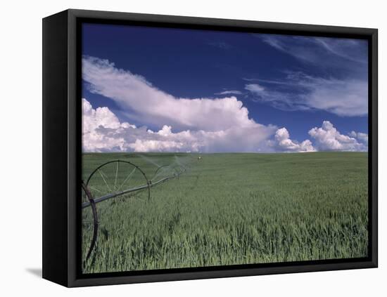 Green Wheat Field, Clouds, Agriculture Fruitland, Idaho, USA-Gerry Reynolds-Framed Premier Image Canvas