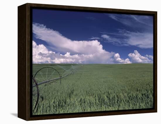 Green Wheat Field, Clouds, Agriculture Fruitland, Idaho, USA-Gerry Reynolds-Framed Premier Image Canvas