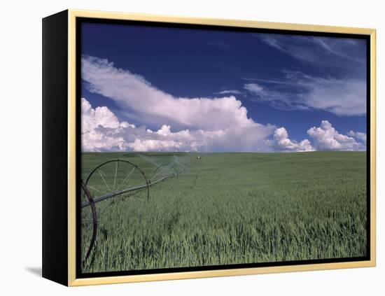 Green Wheat Field, Clouds, Agriculture Fruitland, Idaho, USA-Gerry Reynolds-Framed Premier Image Canvas