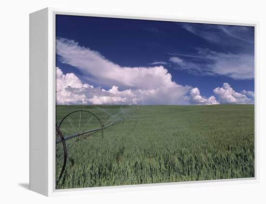 Green Wheat Field, Clouds, Agriculture Fruitland, Idaho, USA-Gerry Reynolds-Framed Premier Image Canvas