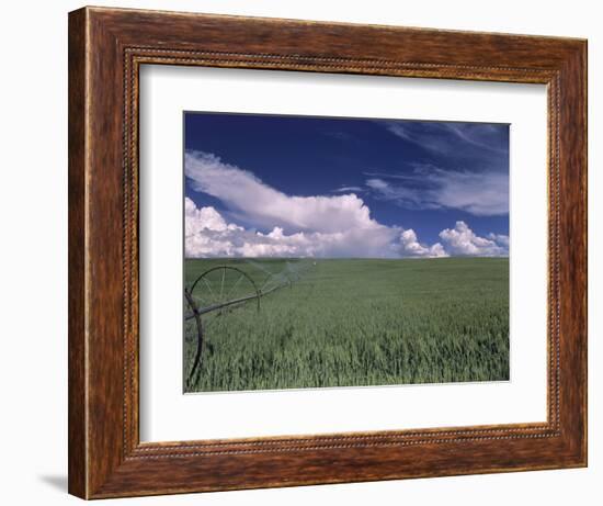 Green Wheat Field, Clouds, Agriculture Fruitland, Idaho, USA-Gerry Reynolds-Framed Photographic Print