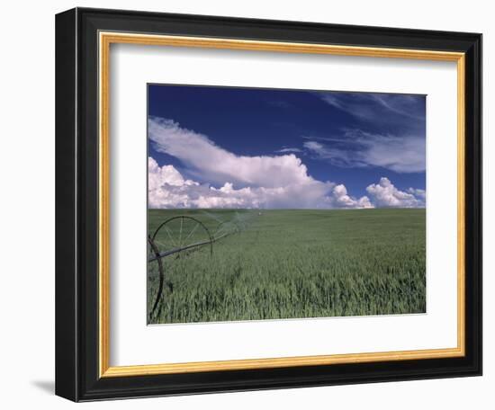 Green Wheat Field, Clouds, Agriculture Fruitland, Idaho, USA-Gerry Reynolds-Framed Photographic Print