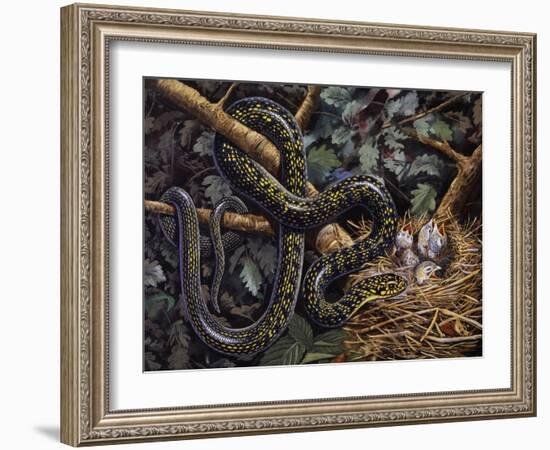 Green Whip Snake or Western Whip Snake (Hierophis Viridiflavus), Colubridae-null-Framed Giclee Print