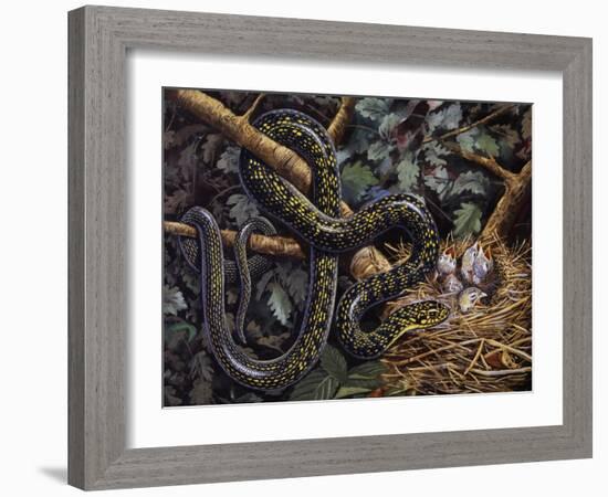 Green Whip Snake or Western Whip Snake (Hierophis Viridiflavus), Colubridae-null-Framed Giclee Print