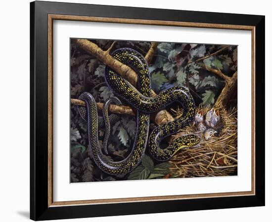 Green Whip Snake or Western Whip Snake (Hierophis Viridiflavus), Colubridae-null-Framed Giclee Print