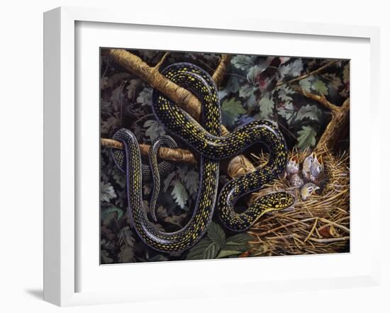 Green Whip Snake or Western Whip Snake (Hierophis Viridiflavus), Colubridae-null-Framed Giclee Print