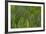 Green Wing Feathers of a Parrot-Darrell Gulin-Framed Photographic Print