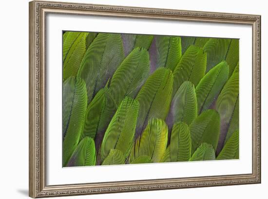 Green Wing Feathers of a Parrot-Darrell Gulin-Framed Photographic Print