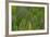 Green Wing Feathers of a Parrot-Darrell Gulin-Framed Photographic Print