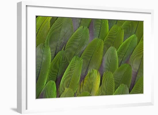 Green Wing Feathers of a Parrot-Darrell Gulin-Framed Photographic Print