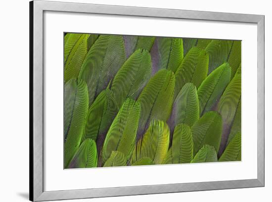 Green Wing Feathers of a Parrot-Darrell Gulin-Framed Photographic Print