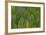 Green Wing Feathers of a Parrot-Darrell Gulin-Framed Photographic Print