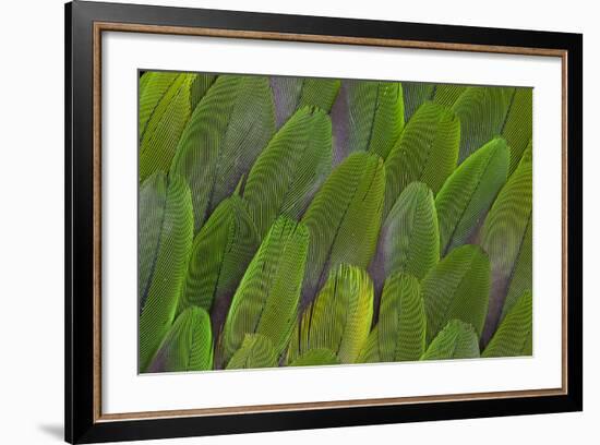 Green Wing Feathers of a Parrot-Darrell Gulin-Framed Photographic Print