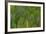 Green Wing Feathers of a Parrot-Darrell Gulin-Framed Photographic Print