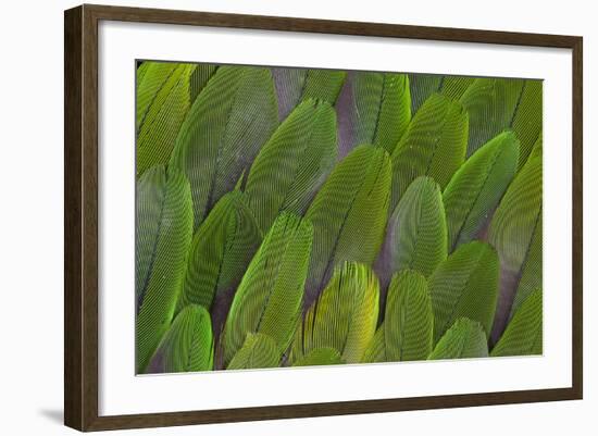 Green Wing Feathers of a Parrot-Darrell Gulin-Framed Photographic Print